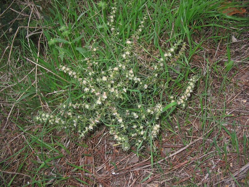 Salsola kali / Salsola erba-cali